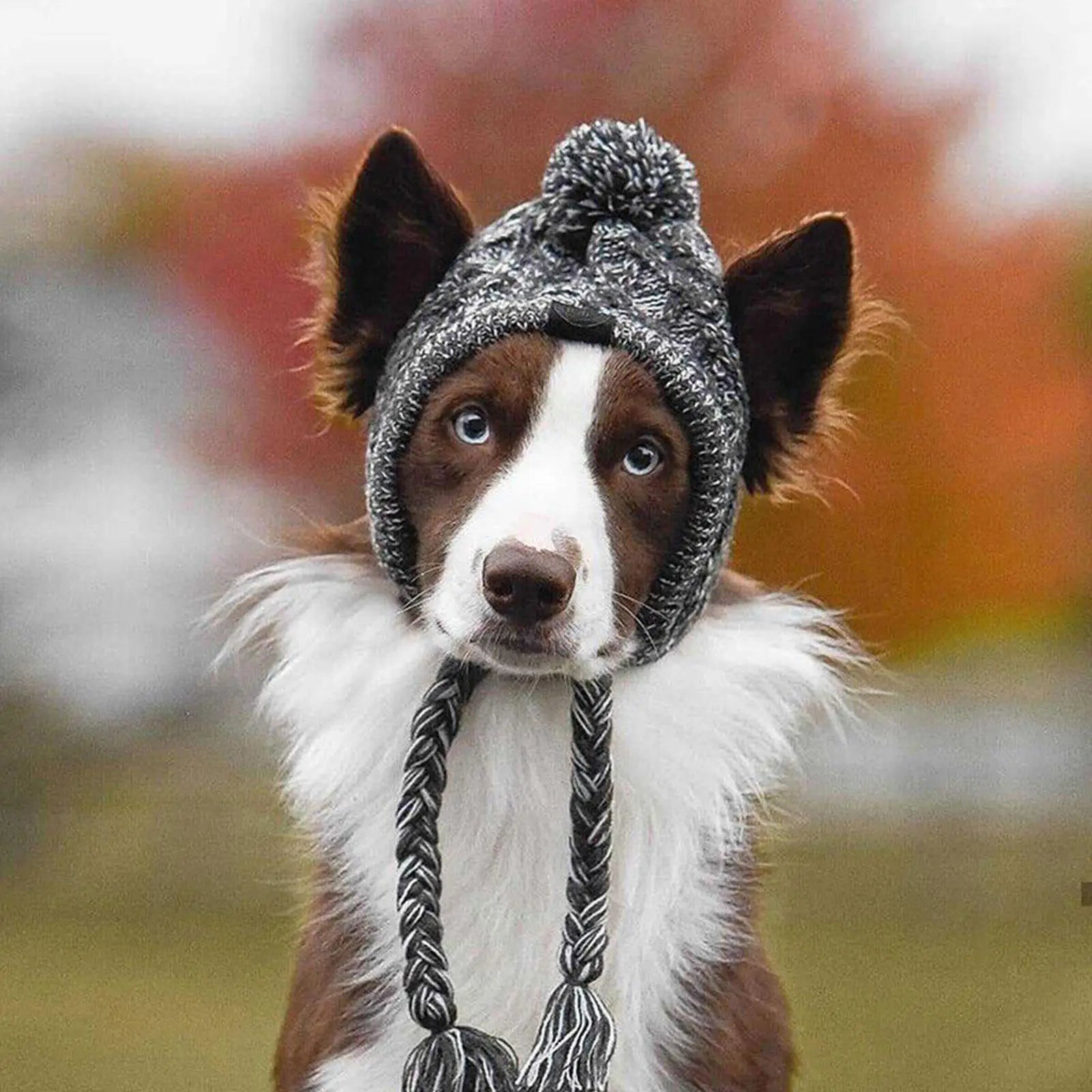 Winter Knit Dog Hat Warm Windproof Pet Cap for Small Dogs