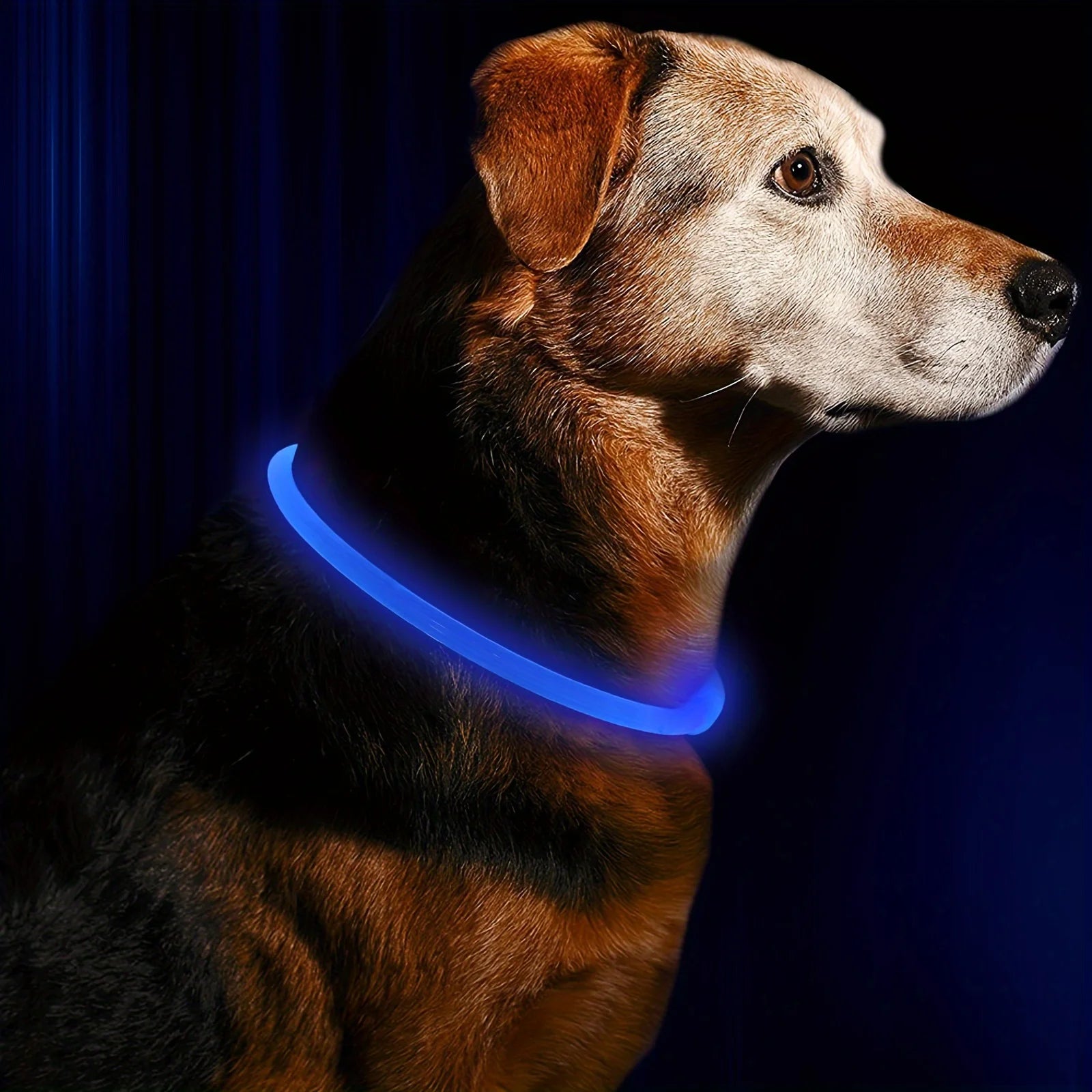 LED Dog Collar – USB Rechargeable Light-Up Collar for Night Walking