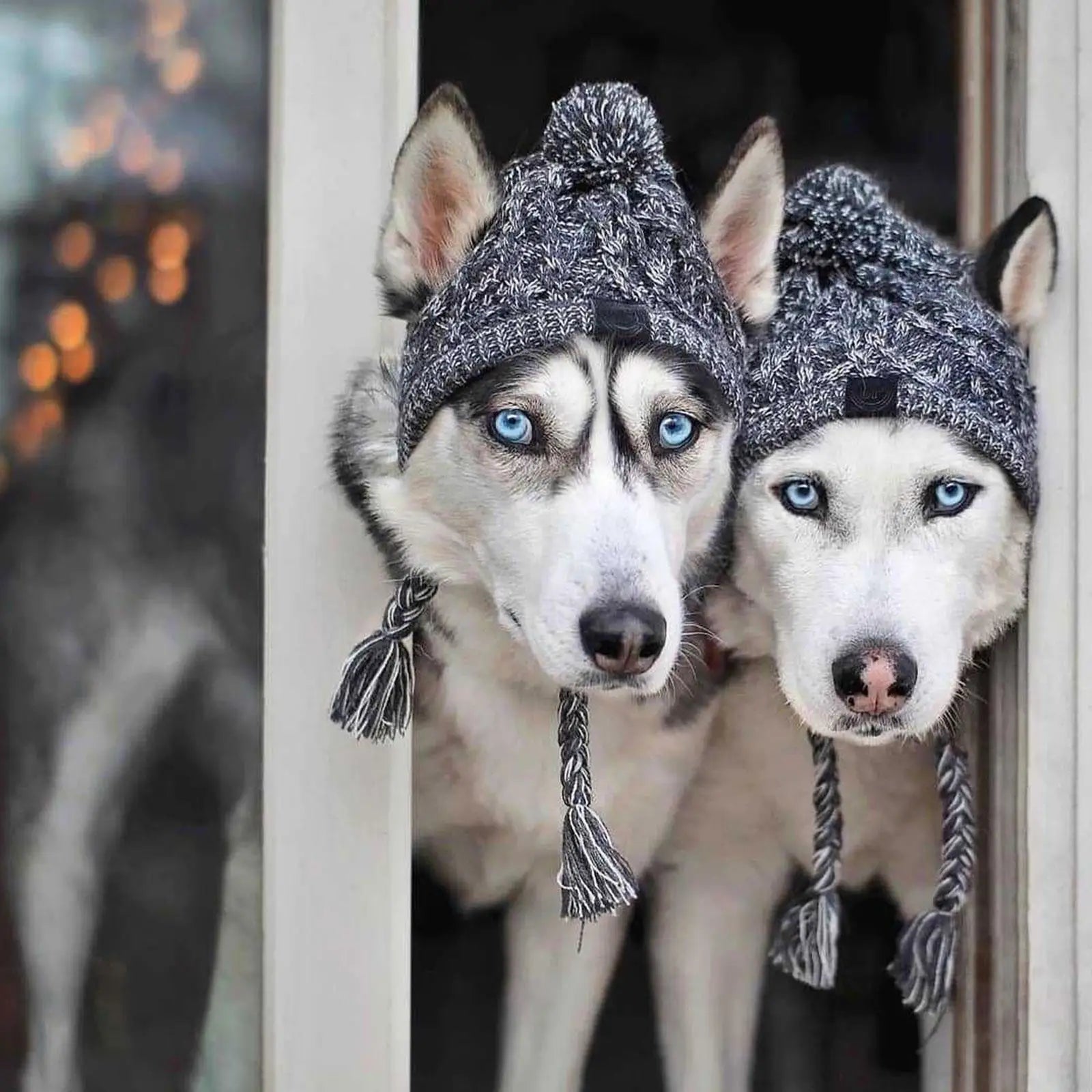 Winter Knit Dog Hat Warm Windproof Pet Cap for Small Dogs