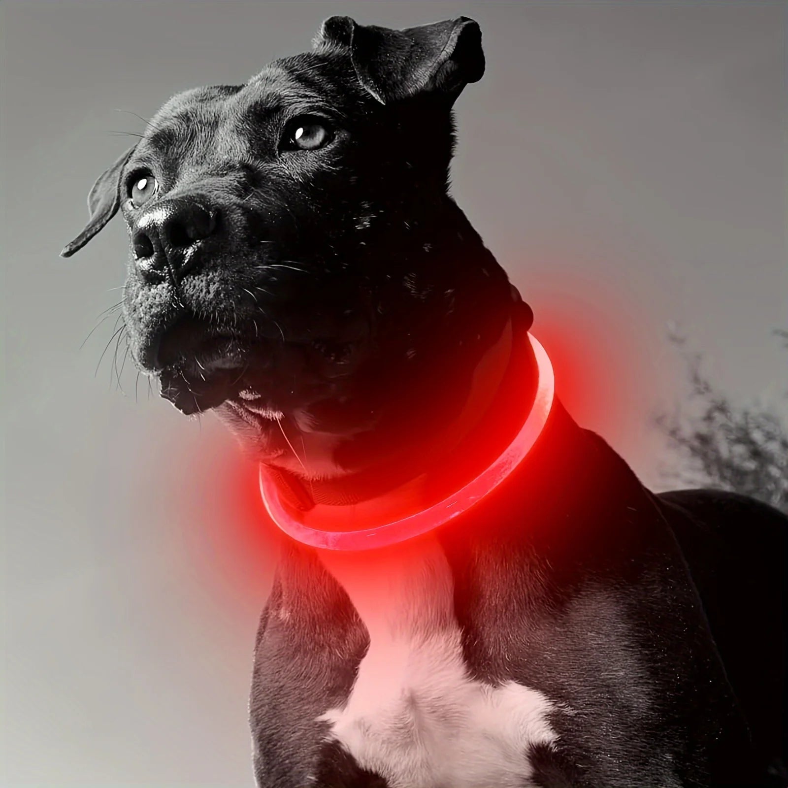 LED Dog Collar – USB Rechargeable Light-Up Collar for Night Walking
